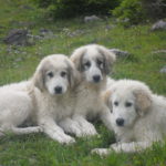 Datenbank Herdenschutzhunde Schweiz